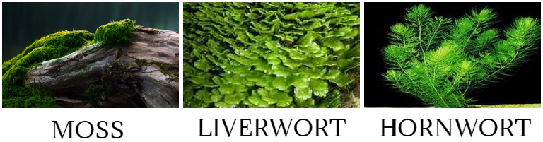 Mosses - heras project